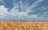 XIV Niedziela Zwykła (rok C), data 6.07.2025 – komentarz do Ewangelii
